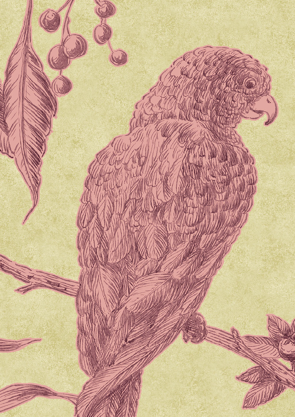 Squawk Wallpaper - Cantaloupe