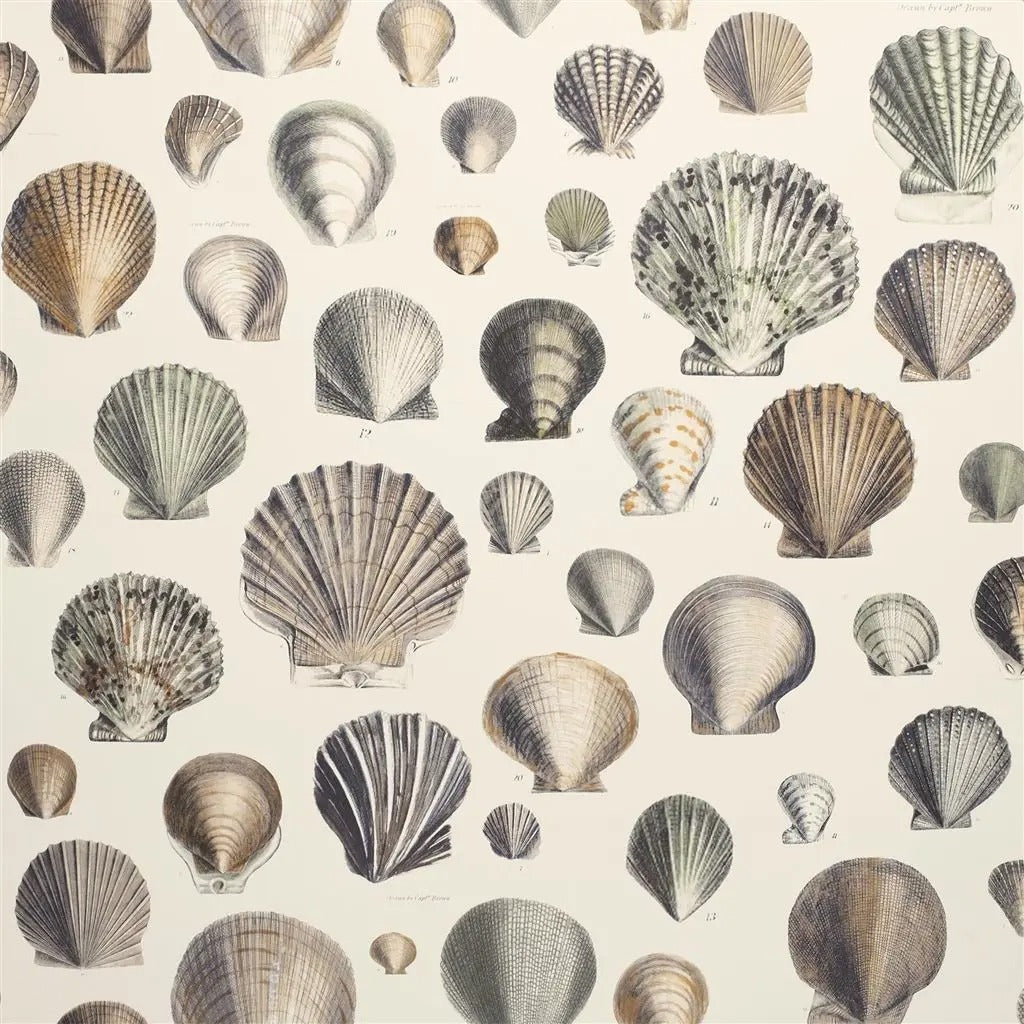 Captain Thomas Browns Shells Wallpaper - Cream