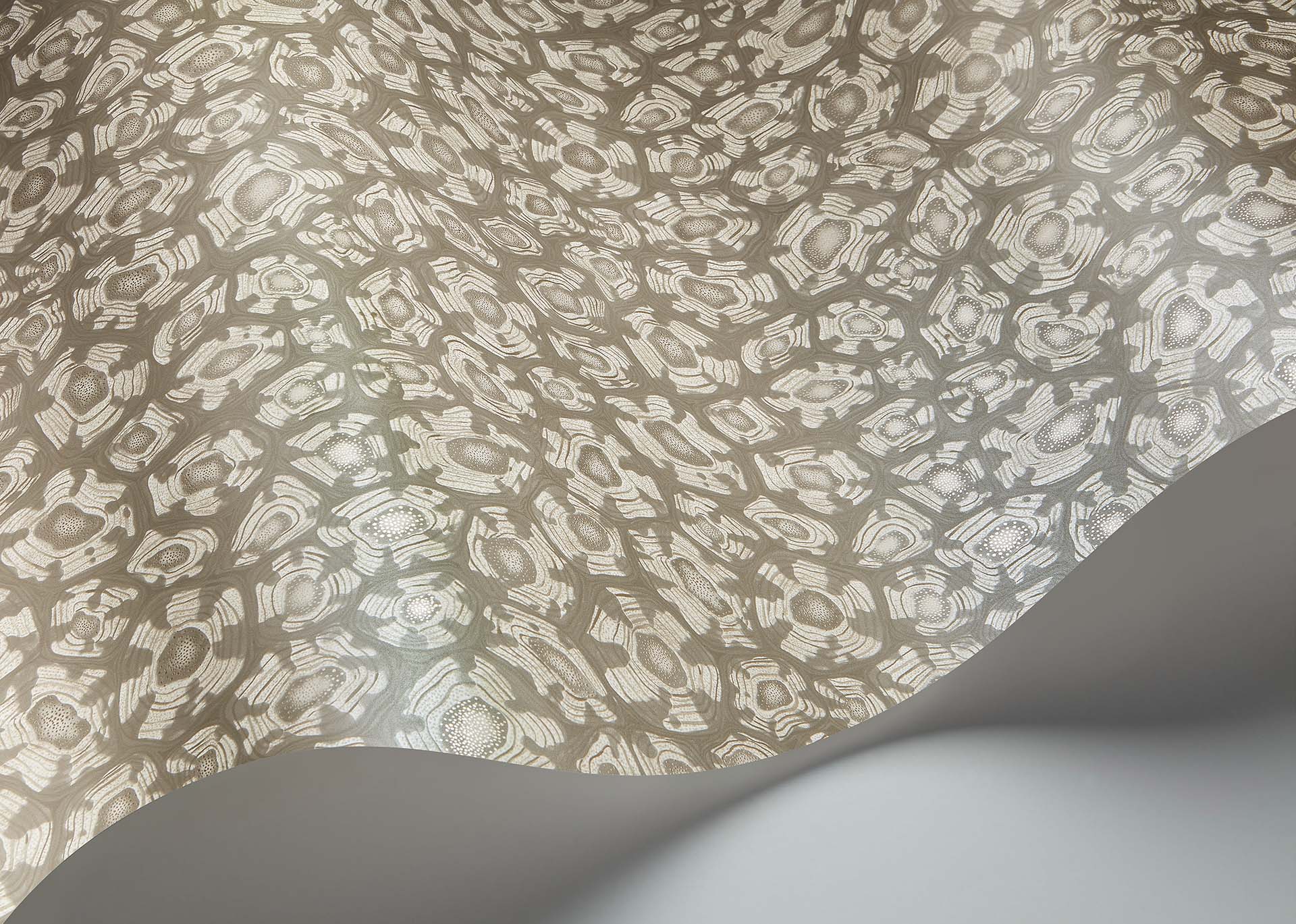 Savanna Shell Wallpaper - Gray - Cole & Son