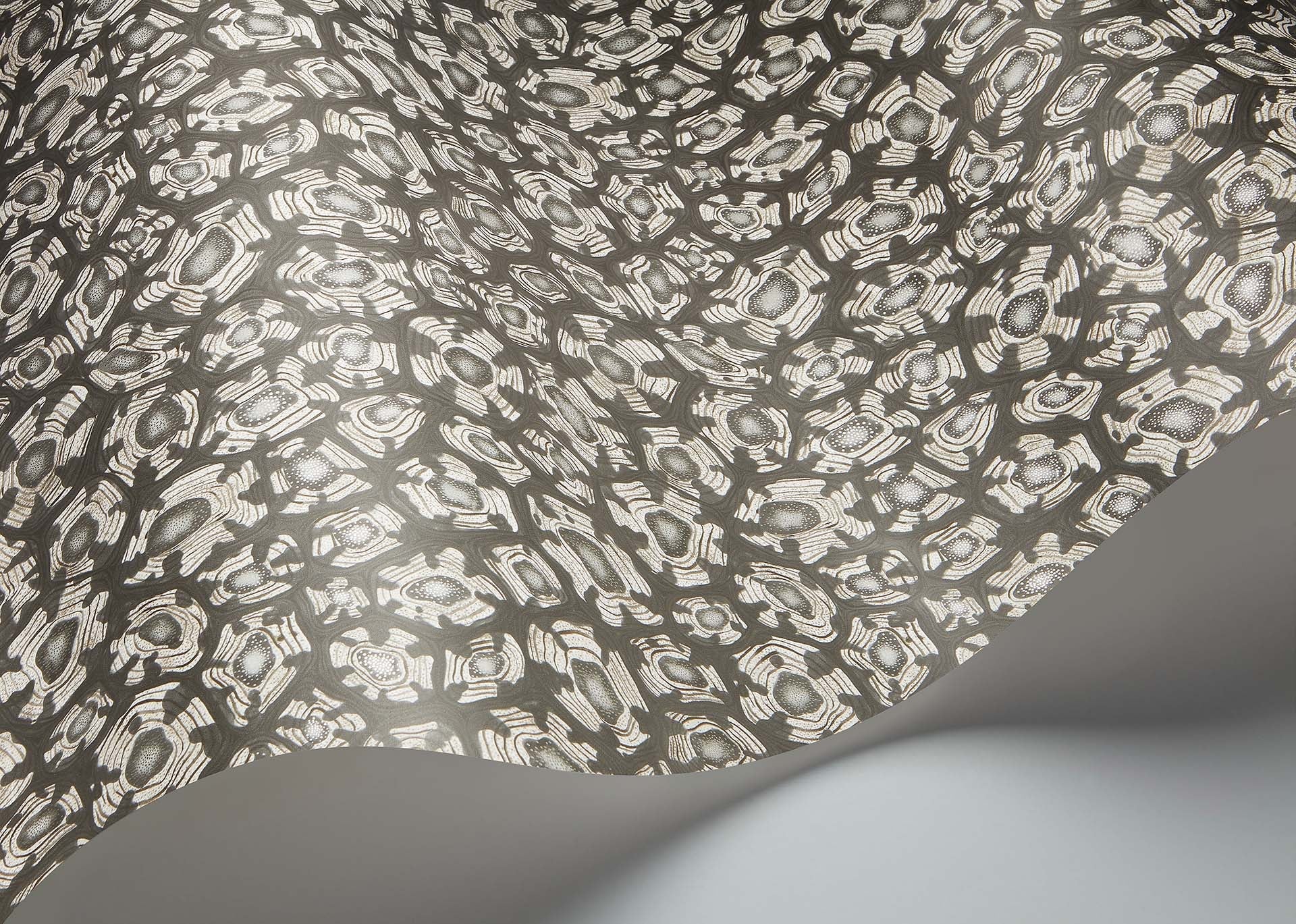 Savanna Shell Wallpaper - Black - Cole & Son