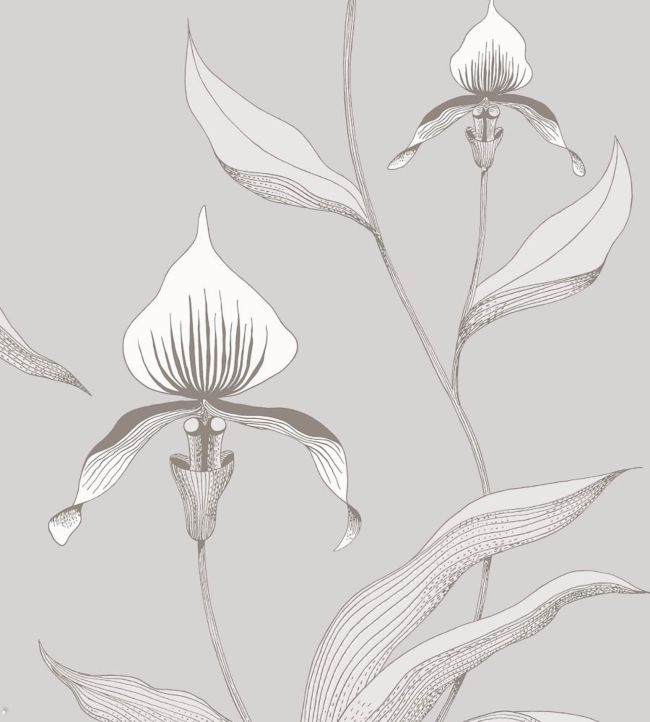 Orchid Wallpaper - Gray