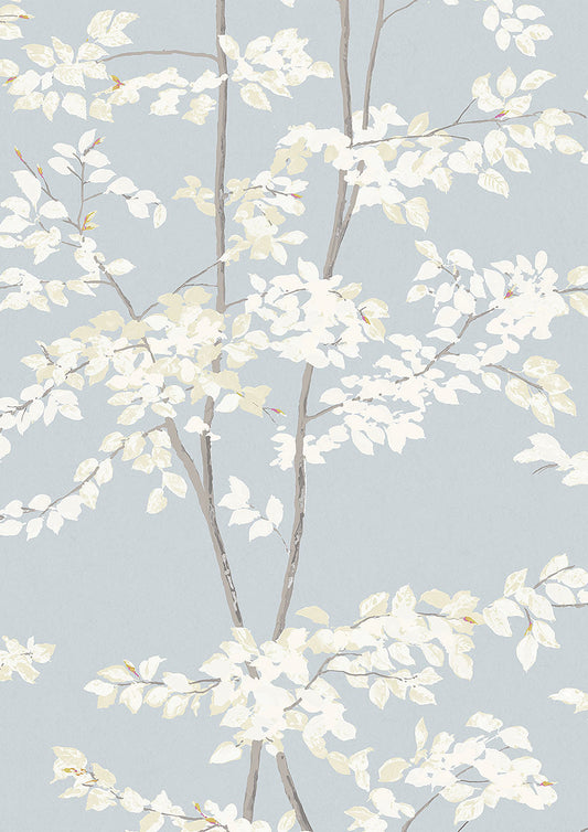 Beech Wallpaper - Cirrus