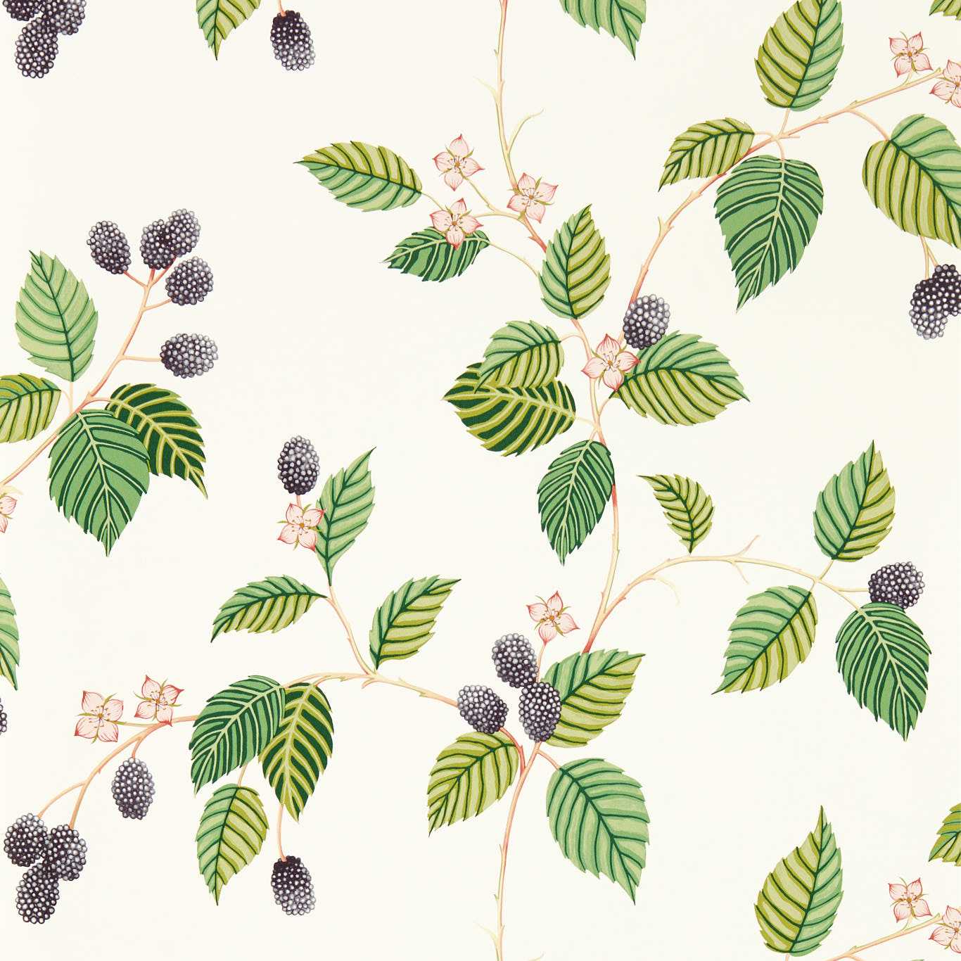 Rubus Blackberry Wallpaper