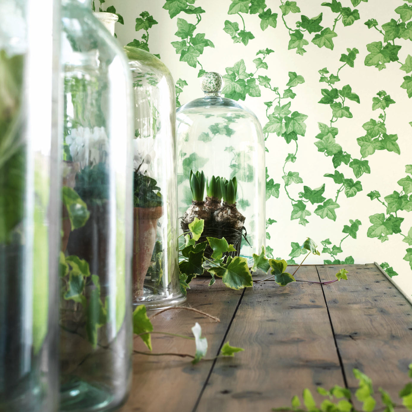 Hedera Room Wallpaper  - Green