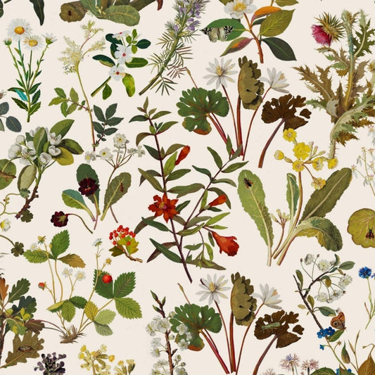 HERBARIUM Wallpaper - Ecru - House of Hackney