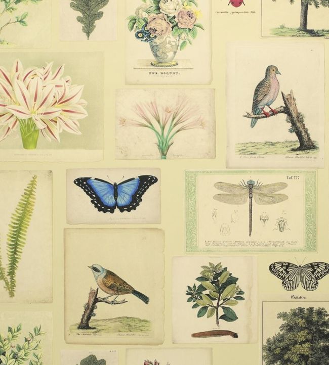 Flora And Fauna Wallpaper - Sand