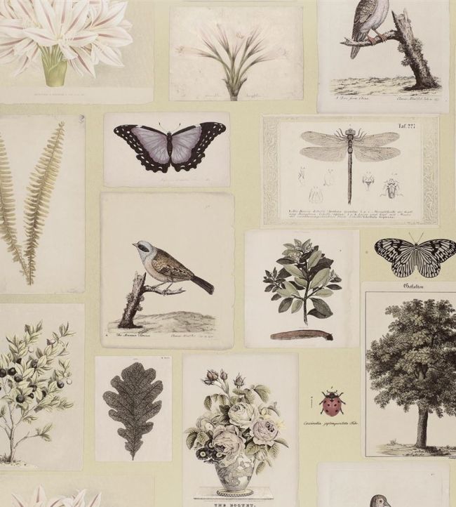 Flora And Fauna Wallpaper - Cream