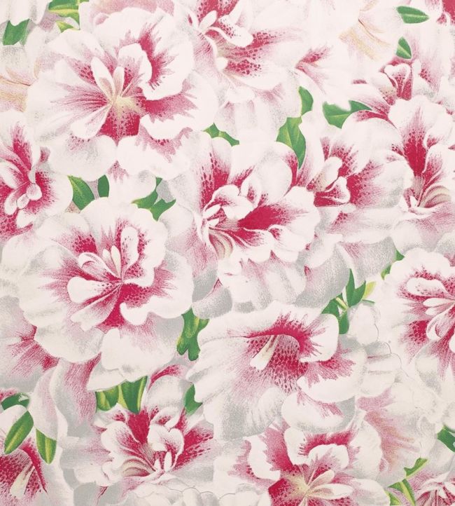 Variegated Azalea Wallpaper - Pink