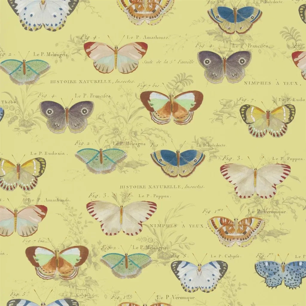 Butterfly Studies Wallpaper