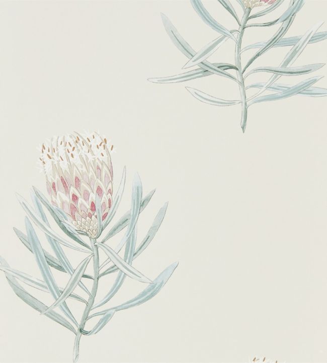 Protea Flower Wallpaper - Porcelain/Blush - DART216330 - Sanderson