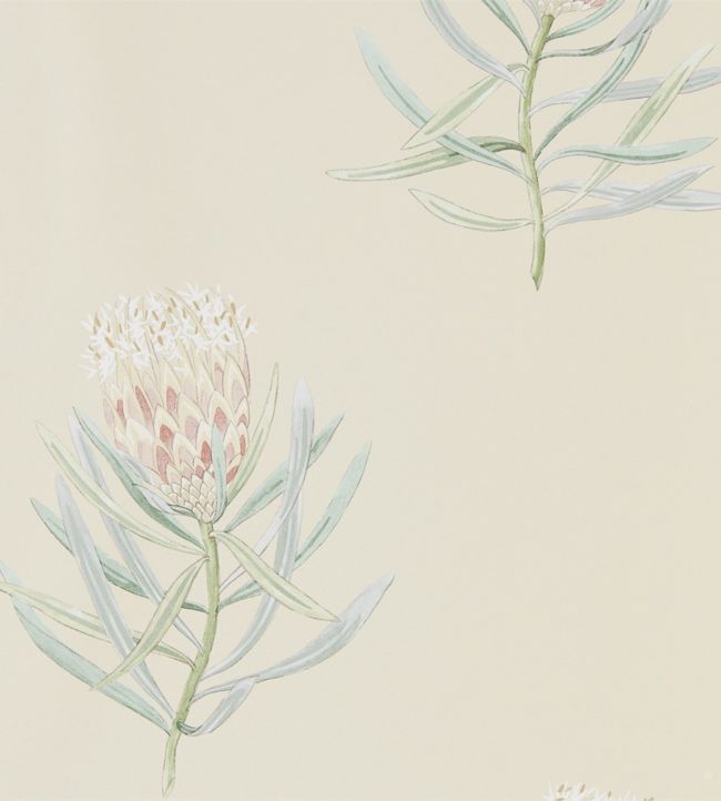 Protea Flower Wallpaper - Russet/Green - DART216329 - Sanderson