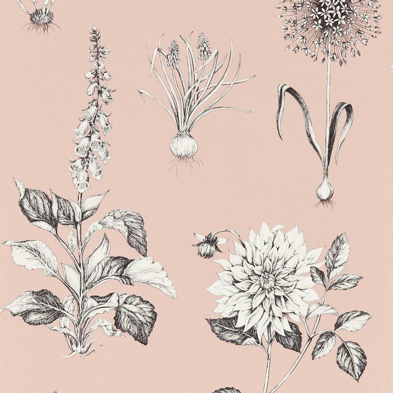 Roseraie Wallpaper - Blush - Clarke & Clarke