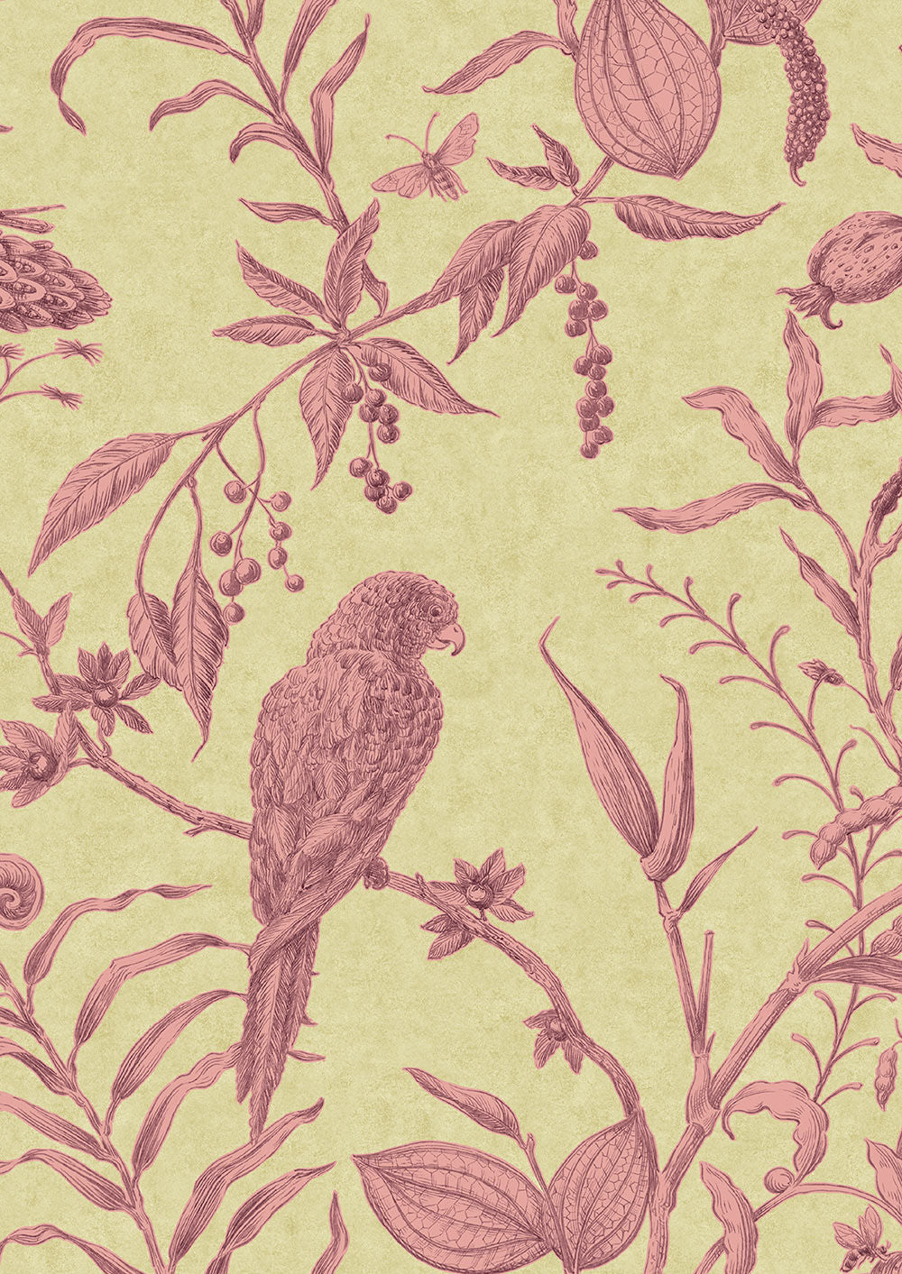Squawk Wallpaper - Cantaloupe