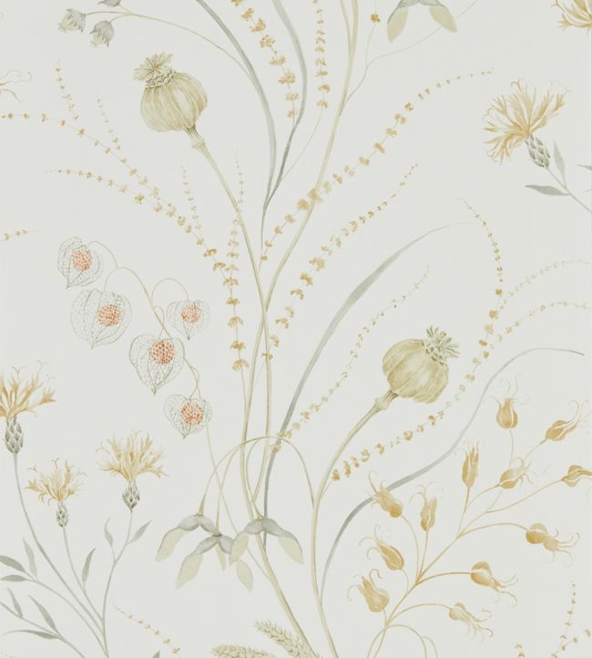 Summer Harvest Wallpaper - Silver Corn - DEBB216497 - Sanderson