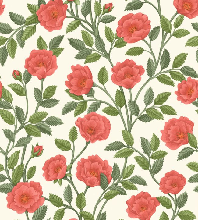 Hampton Roses Wallpaper - Rouge & Spring Green on Parchment - 118/7013 - Cole & Son - Premier Wallcovering