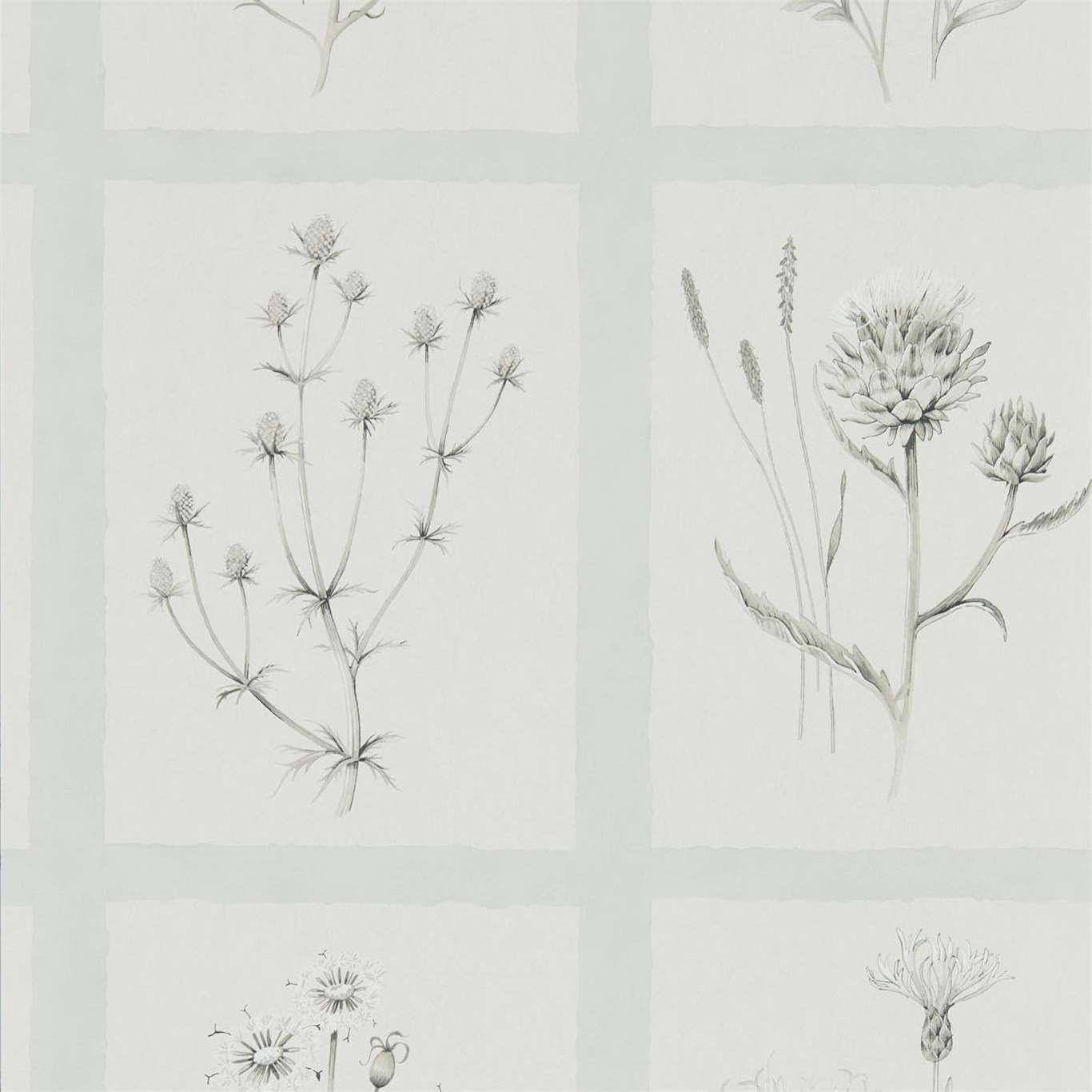 Little Thistles Wallpaper - Grey Blue - Sanderson - DEBB216513
