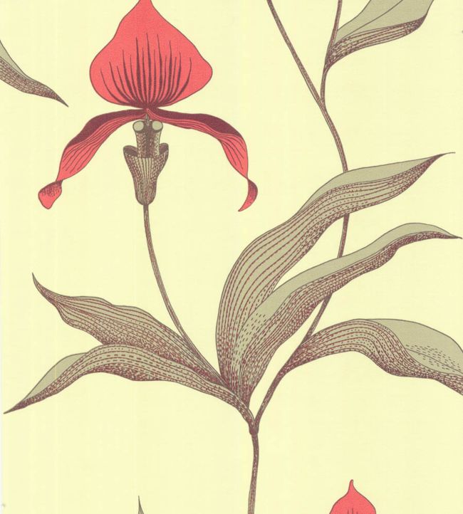 Orchid Wallpaper - Rouge & Olive Green on Soft Olive - 66/4033 - Cole & Son - Premier Wallcovering