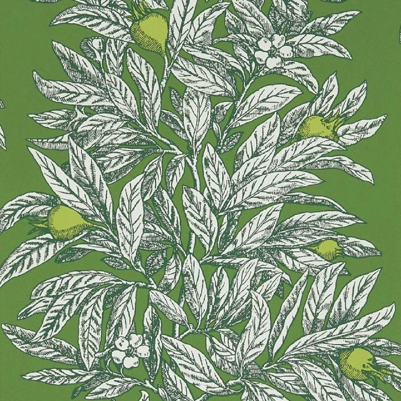 Medlar Wallpaper