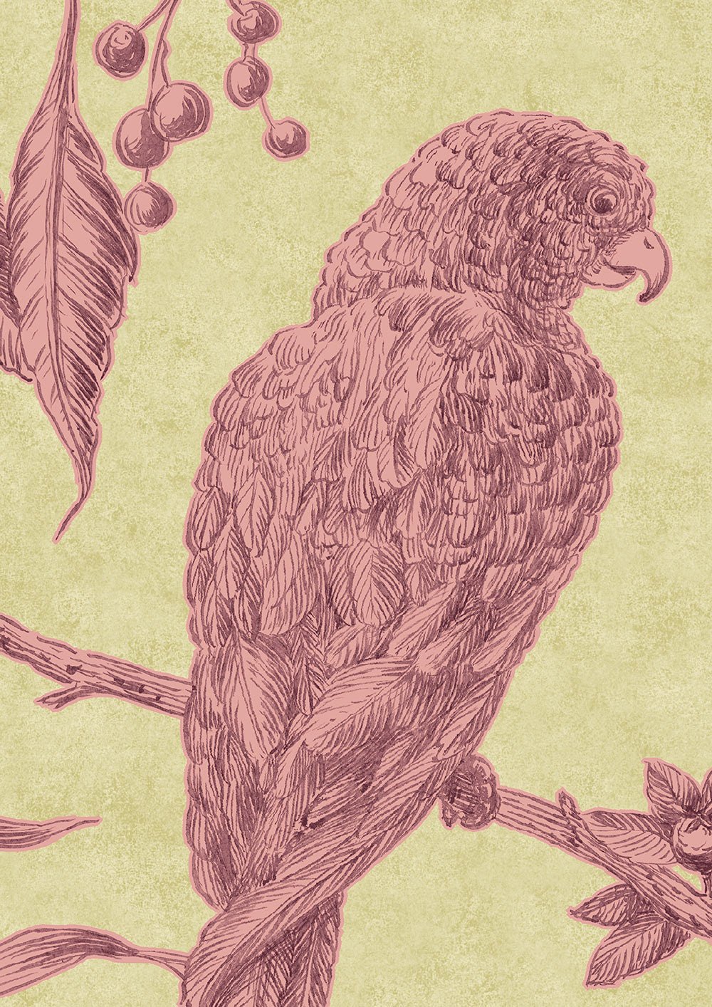 Squawk Wallpaper - Cantaloupe - Lewis & Wood - Premier Wallcovering