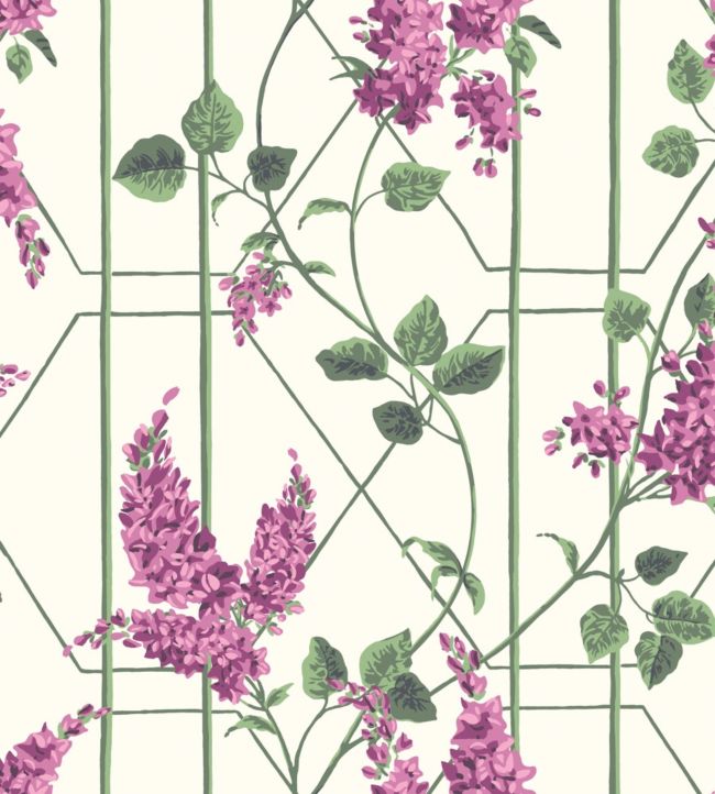 Wisteria Wallpaper - Magenta & Leaf Green on Chalk - 115/5013 - Cole & Son - Premier Wallcovering
