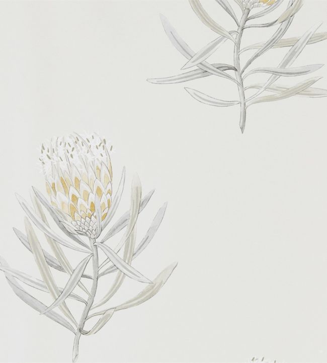 Protea Flower Wallpaper - Gray