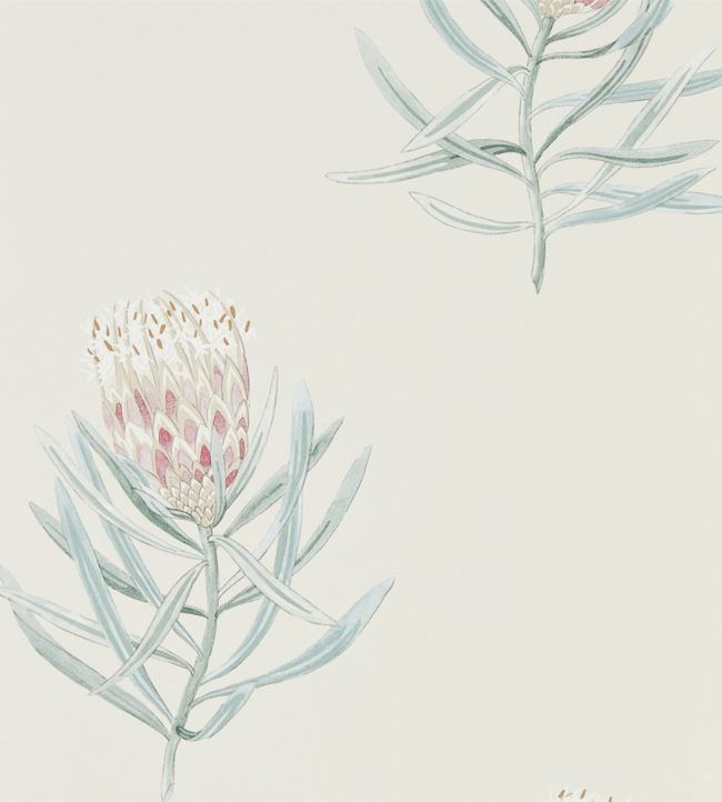 Protea Flower Wallpaper - Purple