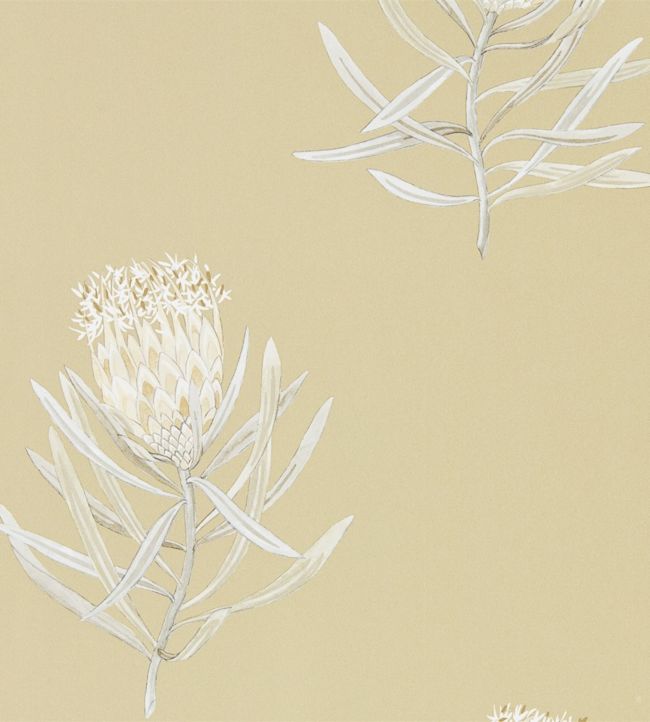 Protea Flower Wallpaper - Sand