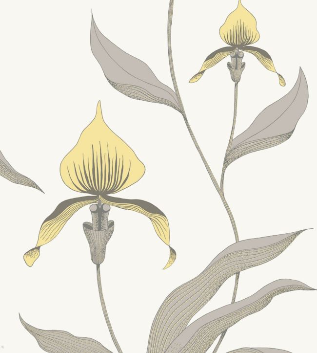 Orchid Wallpaper - White