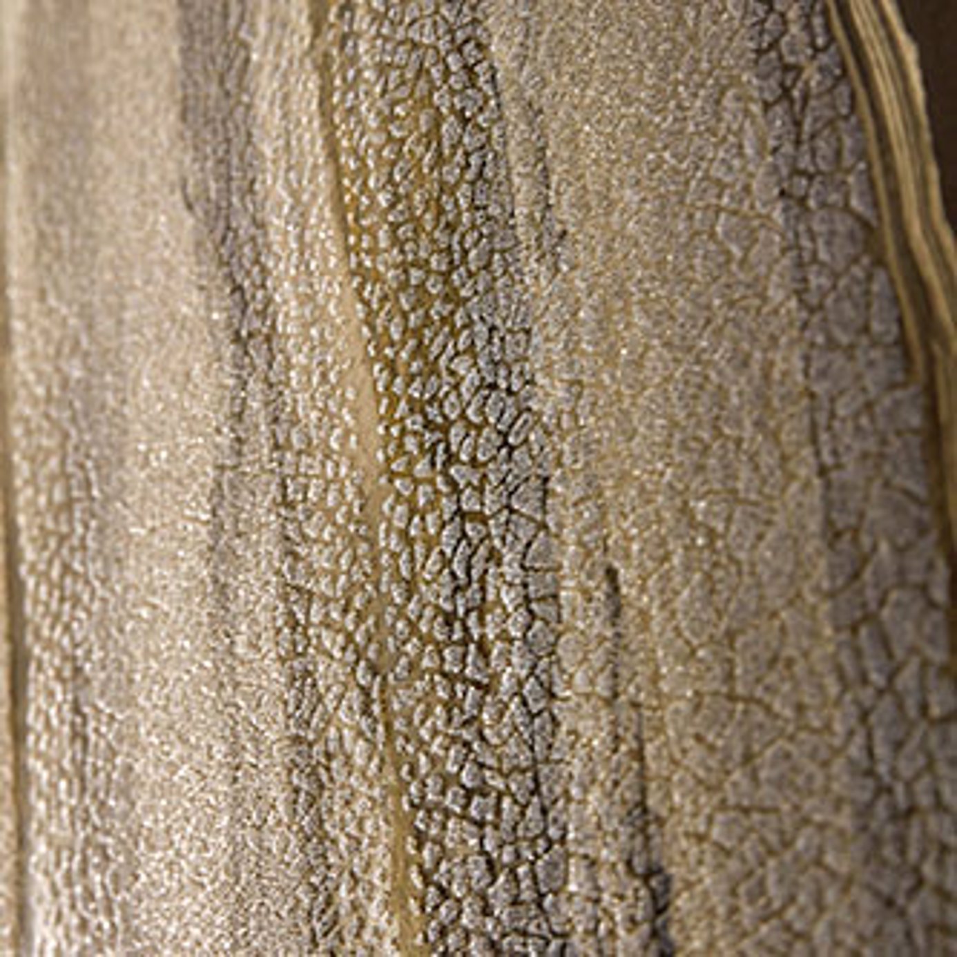 Vitruvius Room Wallpaper - Gold/Basalt