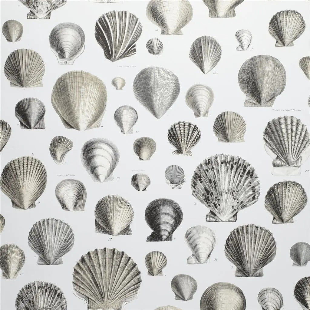 Captain Thomas Browns Shells Wallpaper - Gray